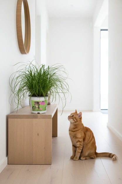 Cyperus Alternifolius (Herbe à chats) - H20 cm | Pot Ø12 cm - Verdeia - 4