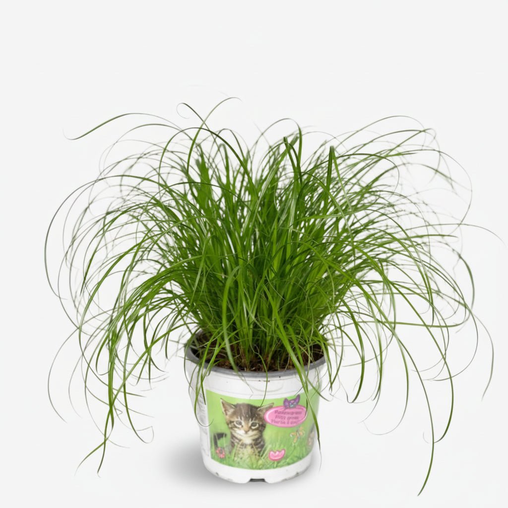Cyperus Alternifolius (Zioło dla kotów) - H20 cm | Doniczka Ø12 cm - Verdeia - 1