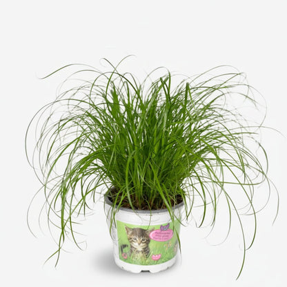 Cyperus Alternifolius (Herbe à chats) - H20 cm | Pot Ø12 cm - Verdeia - 1