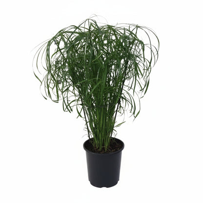 Cyperus alternifolius – Herbe papyrus / plante parapluie - Verdeia