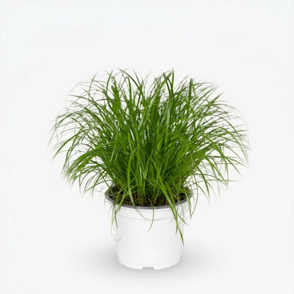 Cyperus alternifolius – Herbe papyrus / plante parapluie - Verdeia