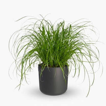 Cyperus alternifolius – Herbe papyrus / plante parapluie - Verdeia