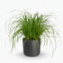 Cyperus alternifolius – Herbe papyrus / plante parapluie - Verdeia