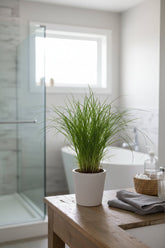 Cyperus Alternifolius Zumula — Papiro — Ø12 cm — H28 cm - Verdeia - 4