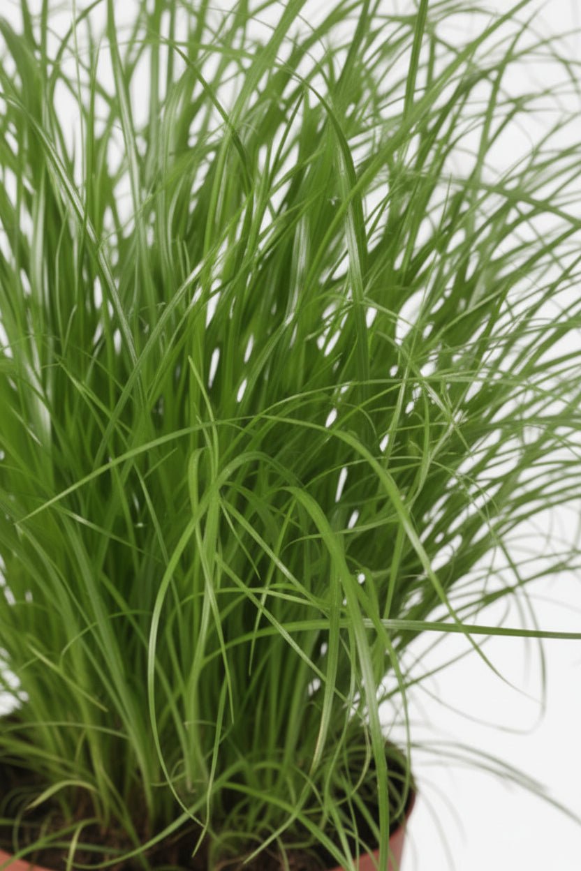 Cyperus Alternifolius Zumula — Papyrus — Ø12 cm — H28 cm - Verdeia - 2