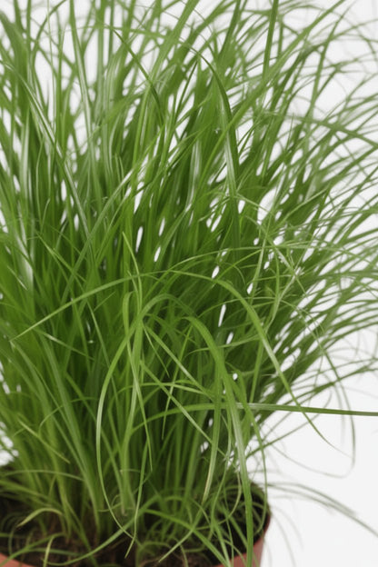 Cyperus Alternifolius Zumula — Papiro — Ø12 cm — H28 cm - Verdeia - 2