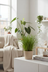 Cyperus Alternifolius Zumula — Papiro — Ø12 cm — H28 cm - Verdeia - 5