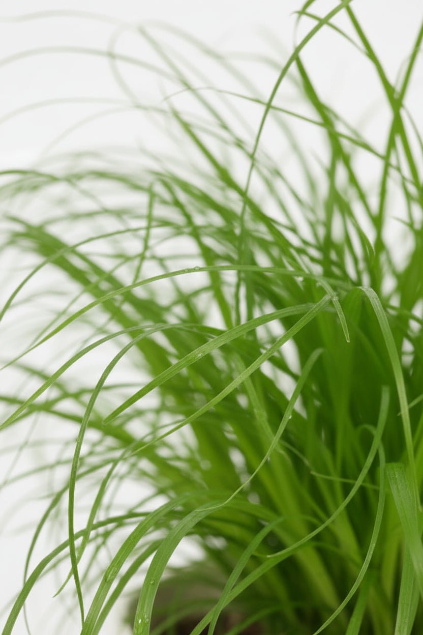 Close-up van kattengras Cyperus Zumula