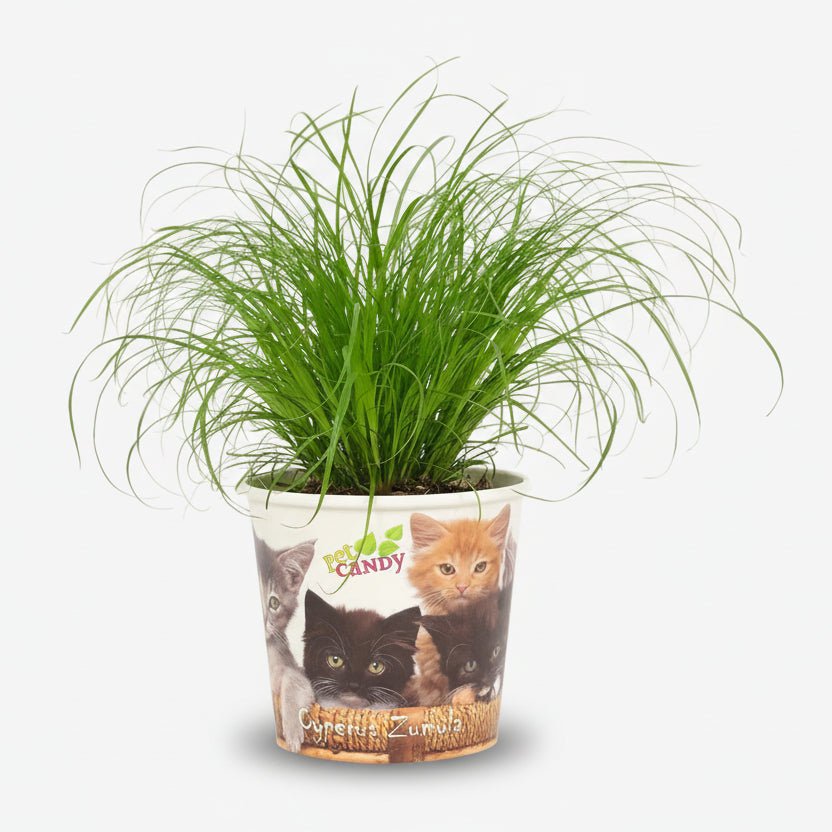 Kattengras Cyperus Zumula in zijn pot met kittens tegen een witte achtergrond