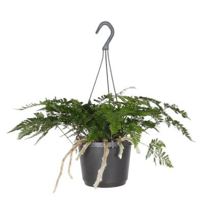 Davallia Bullata - Ø17cm - H30cm - Verdeia - 1