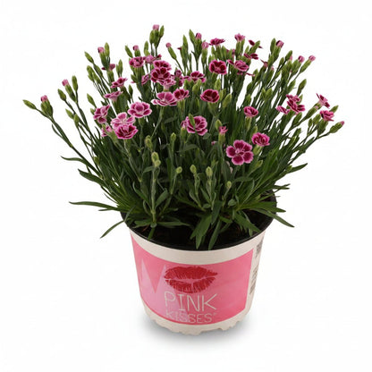 Dianthus &