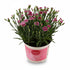 Dianthus &