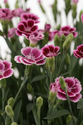 Dianthus &