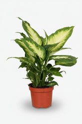Dieffenbachia Camilla (Canne du muet) - Verdeia - 6