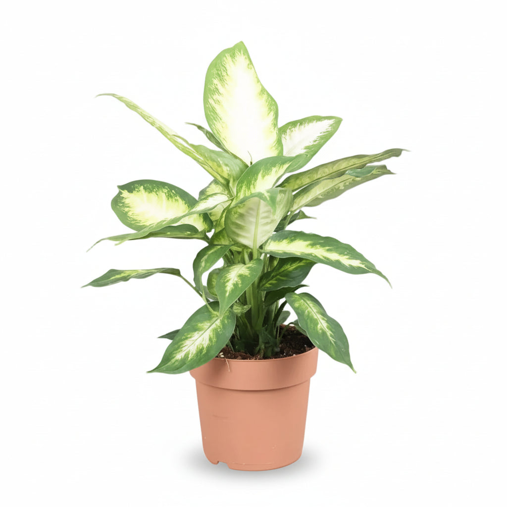 Dieffenbachia Camilla — Ø17 cm — H45 cm - Verdeia - 1