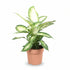 Dieffenbachia Camilla — Ø17 cm — H45 cm - Verdeia - 1