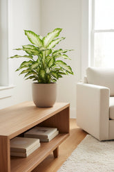 Dieffenbachia Camilla — Ø17 cm — H45 cm - Verdeia - 4