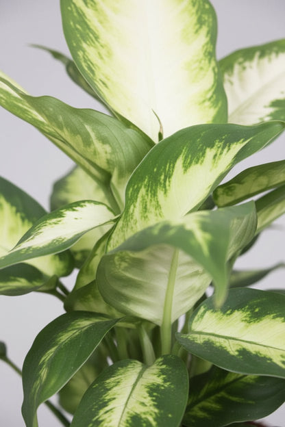 Dieffenbachia Camilla — Ø17 cm — H45 cm - Verdeia - 2