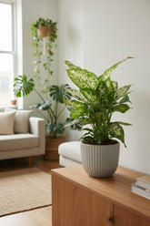 Dieffenbachia Compacta — Ø17 cm — H45 cm - Verdeia - 5