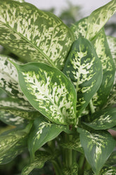 Dieffenbachia Compacta — Ø17 cm — H45 cm - Verdeia - 2