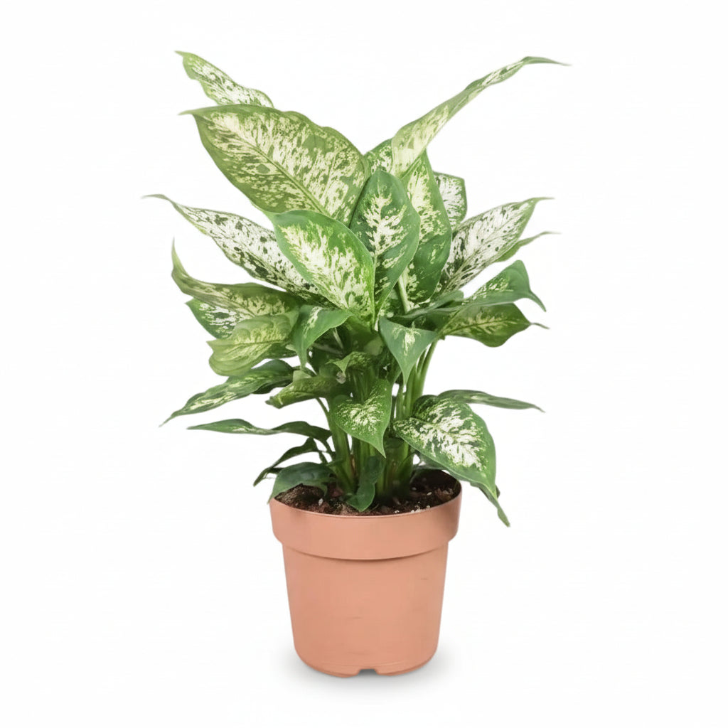 dieffenbachia pronounce Dieffenbachia Compacta — Variegated Dumb Cane