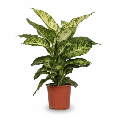 Dieffenbachia ‘Mars’ – Canne du muet – Ø17cm – ↕50cm - Verdeia