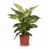 Dieffenbachia ‘Mars’ – Canne du muet – Ø17cm – ↕50cm - Verdeia