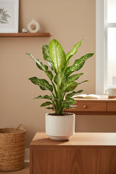 Dieffenbachia seguine Caiman (Stumstok) - H75 cm | Potte Ø21 cm - Verdeia - 5