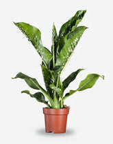 Dieffenbachia seguine Caiman (Stumstok) - H75 cm | Potte Ø21 cm - Verdeia - 1
