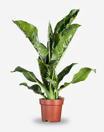 Dieffenbachia seguine Caiman (Stumstok) - H75 cm | Potte Ø21 cm - Verdeia - 1