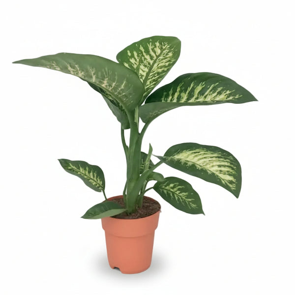 dieffenbachia pronounce Dieffenbachia Tropic Snow — XXL Dumb Cane