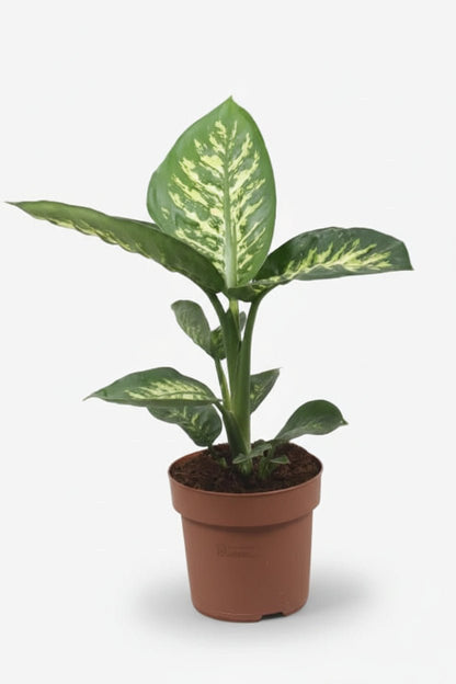 Dieffenbachia Tropic Snow (Canne du muet) - Verdeia - 6