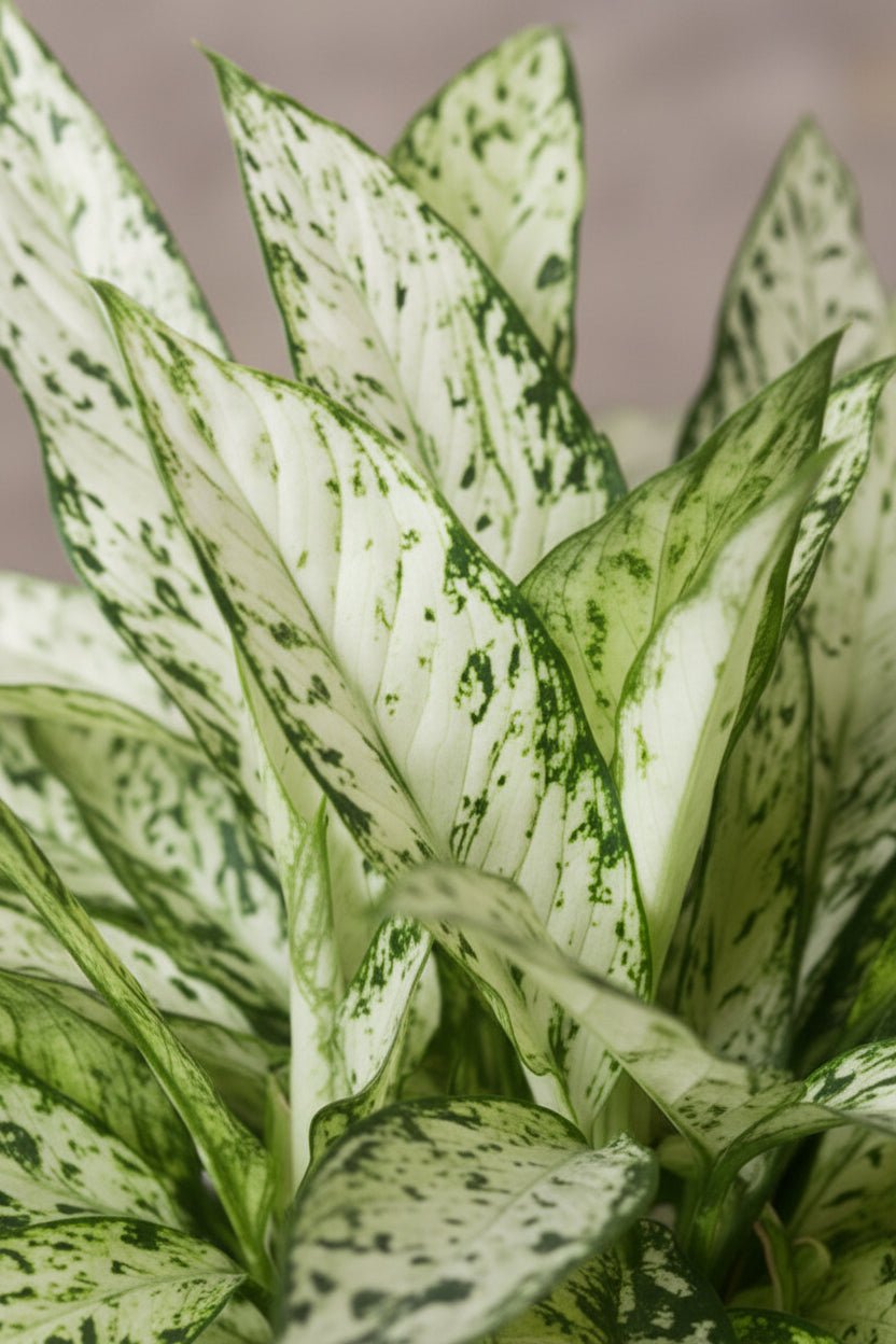 Dieffenbachia Vesuvius — Caña de los mudos — Ø27 cm — H80 cm - Verdeia - 2