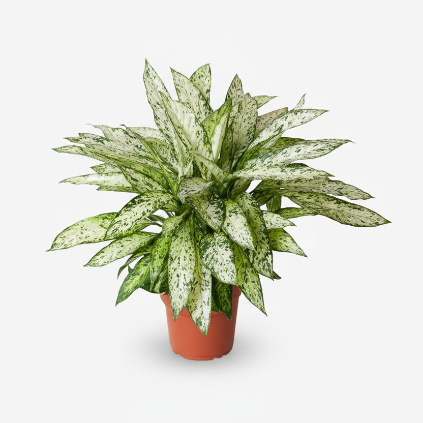 Dieffenbachia Vesuvius — Caña de mudos — Ø27 cm — H80 cm - Verdeia - 1
