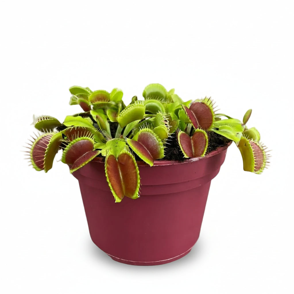Dionaea muscipula — Venus flytrap | Verdeia
