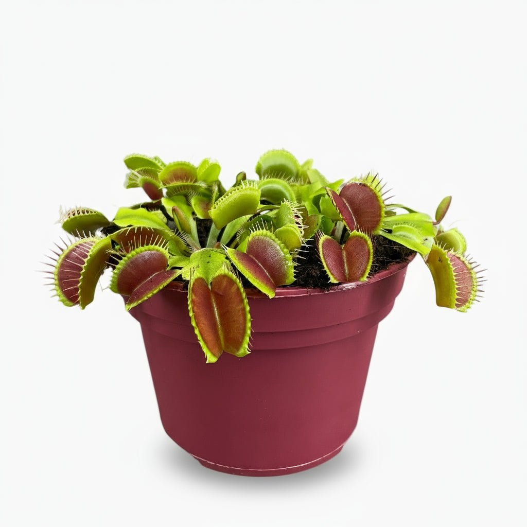 Dionaea Muscipula - Ø12 H12 - Verdeia - 1