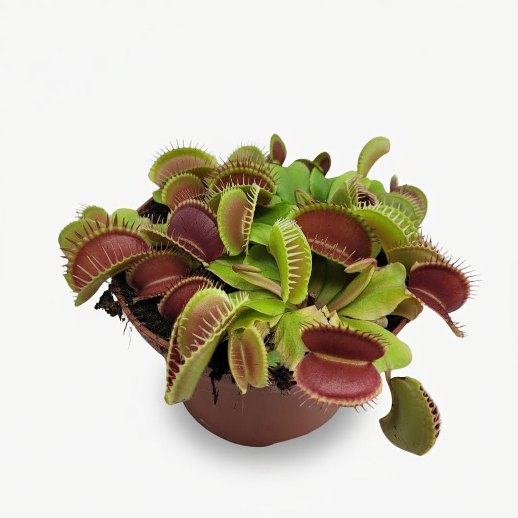 Dionaea muscipula — Atrapa Moscas Venus — D12 x A12 cm - Verdeia - 1
