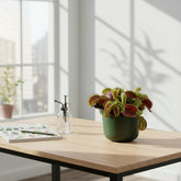 Dionaea muscipula — Atrapa Moscas Venus — D12 x A12 cm - Verdeia - 3