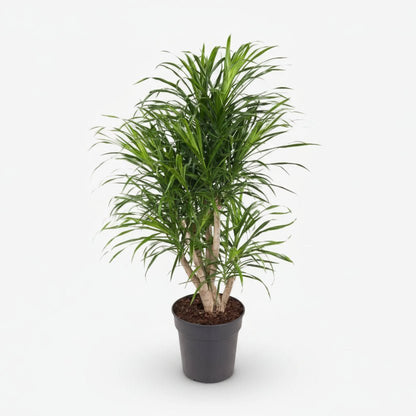 Dracaena Anita — Dragón — Ø24 cm — H100 cm - Verdeia - 1