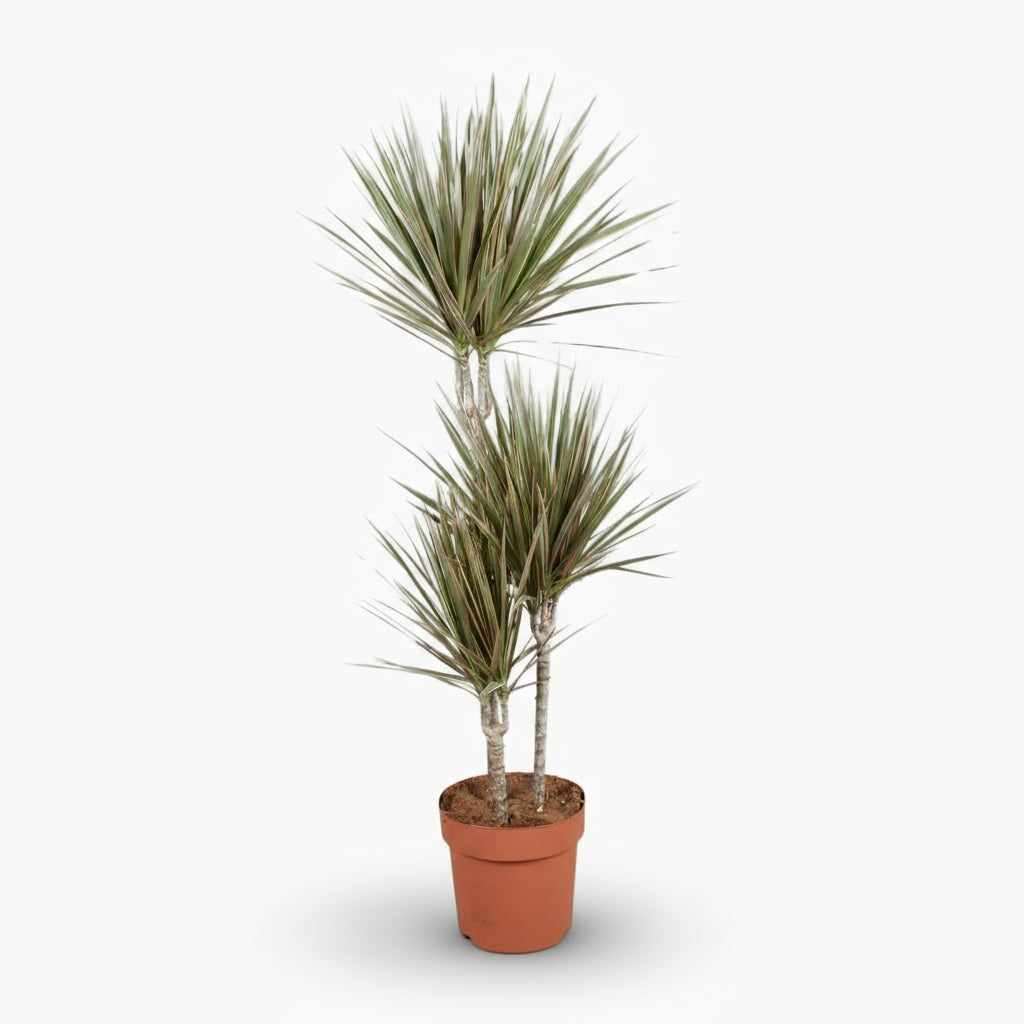 Dracaena Bicolor – Dragonnier bicolore - Verdeia