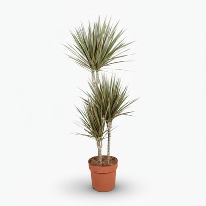 Dracaena Bicolor – Dragonnier bicolore - Verdeia