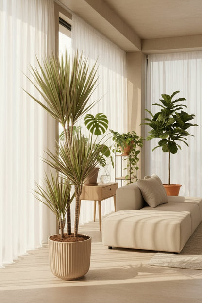 Dracaena Bicolor — Dragón bicolor - Verdeia - 6
