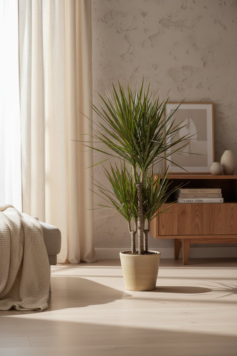 Dracaena Bicolor — Bicolor dragon tree - Verdeia - 4