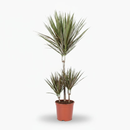 Dracaena Bicolor – Dragonnier bicolore - Verdeia