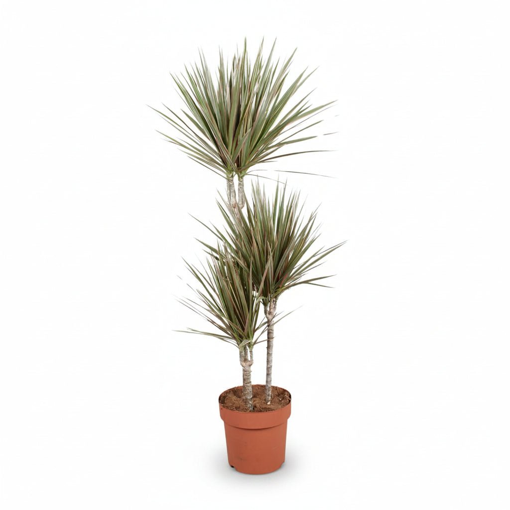 Dracaena Bicolor (Dragonnier bicolore) - Verdeia - 9