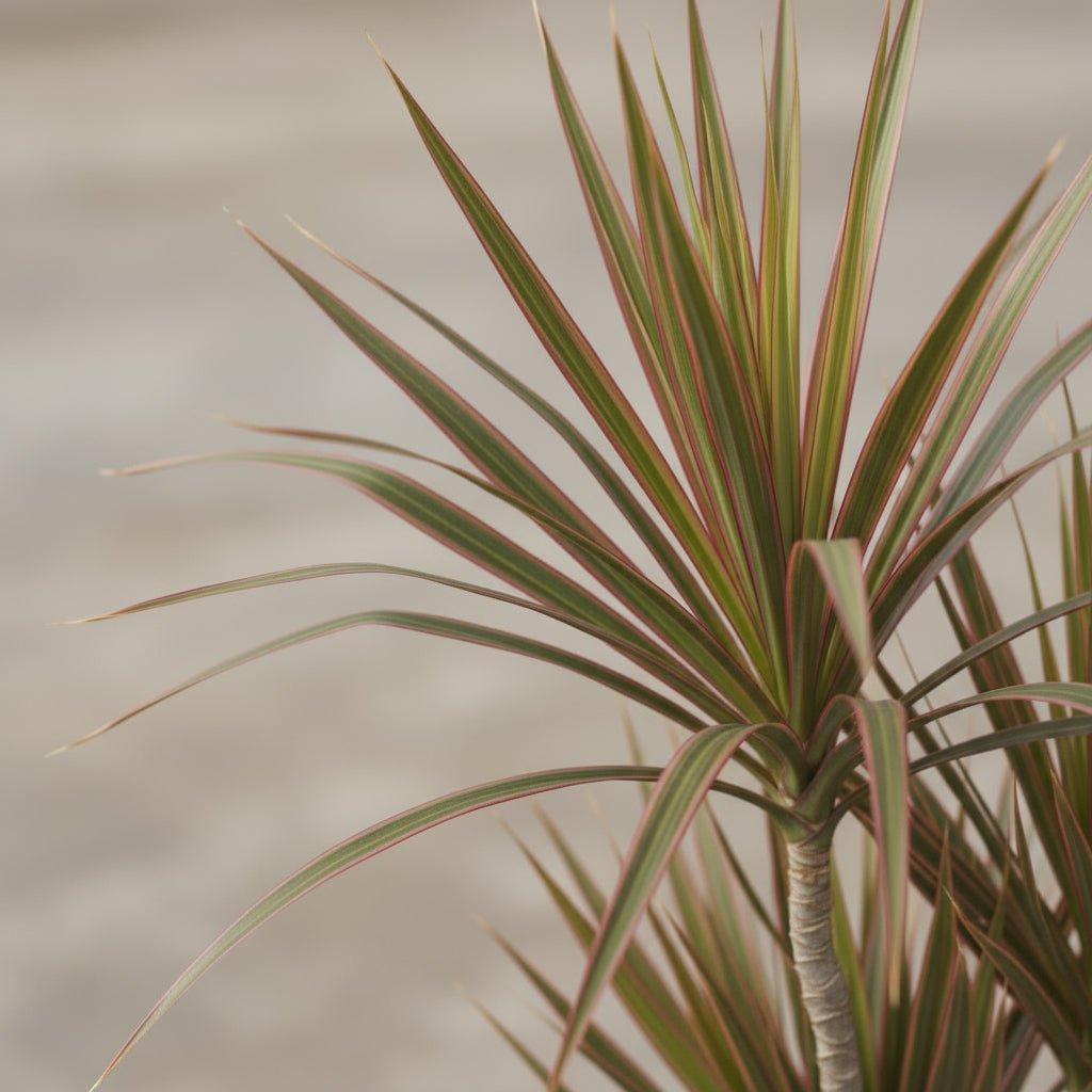 Dracaena Bicolor — Bicolor dragon tree - Verdeia - 2