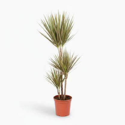 Dracaena Bicolor – Dragonnier bicolore - Verdeia