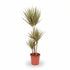 Dracaena Bicolor — Dvoubarevný dracéna - Verdeia - 1