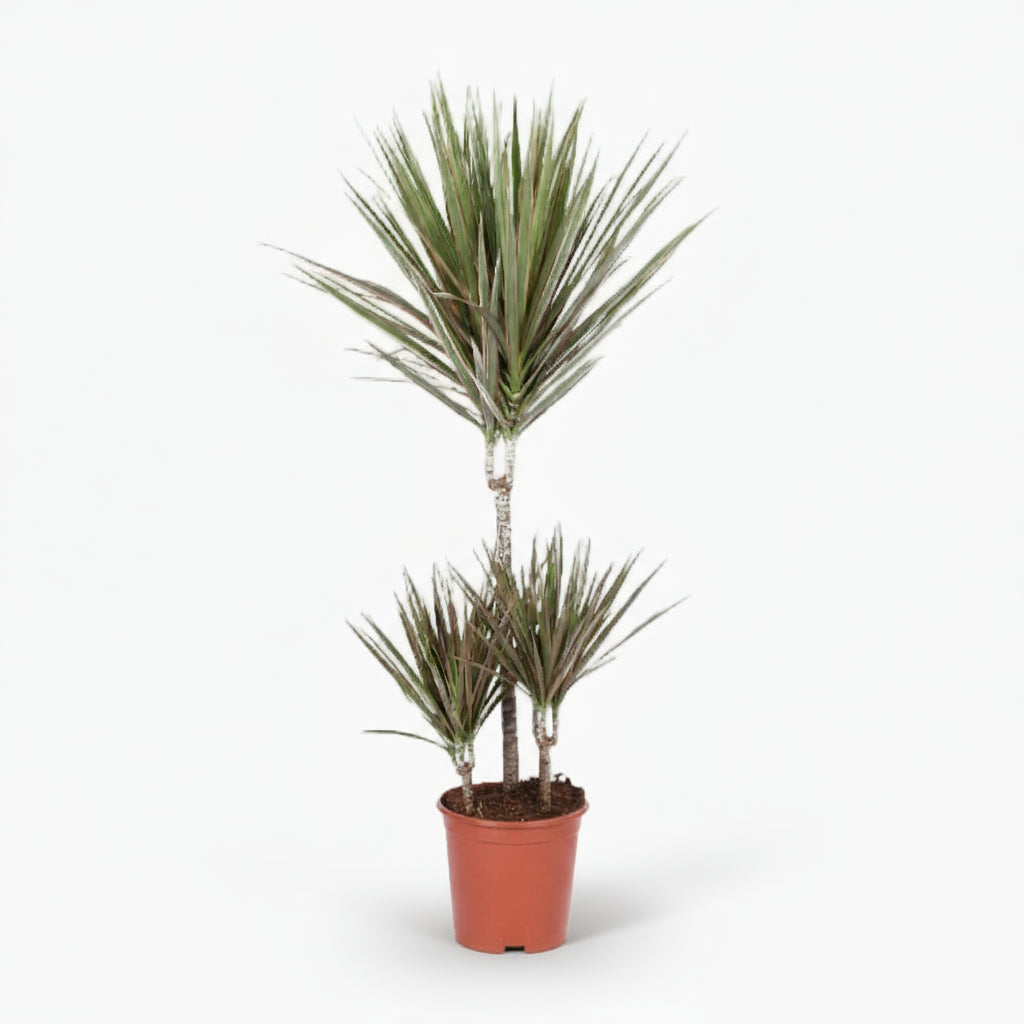 Dracaena Bicolor – Dragonnier bicolore - Verdeia