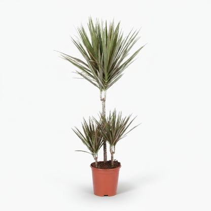 Dracaena Bicolor – Dragonnier bicolore - Verdeia